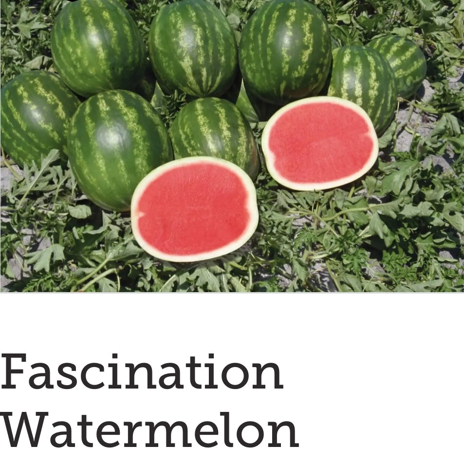 Fascination Watermelon (Seedless)