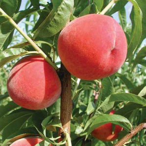 Clingstone Peaches