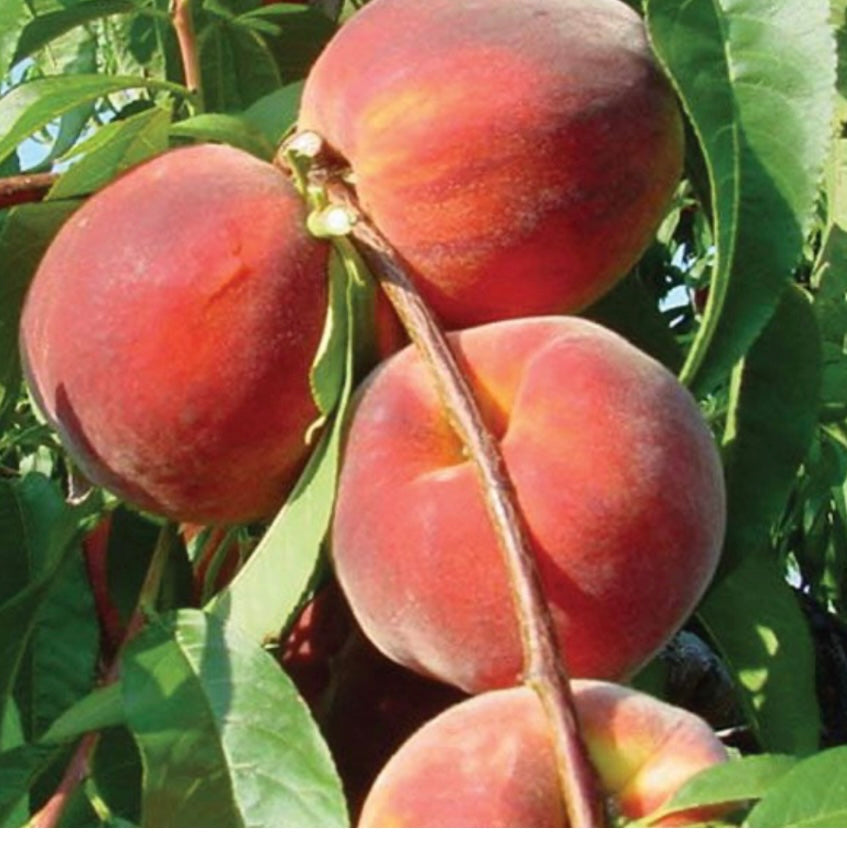Flamin Fury - 5D Big Peach