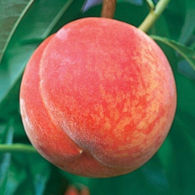 Gala Peach