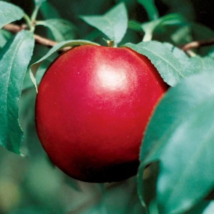Crimson Snow Nectarine